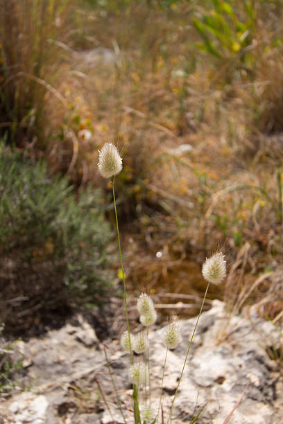 istock Wild Lagurus ovatus (Bunny Tail Grass) flower panicles 520298182