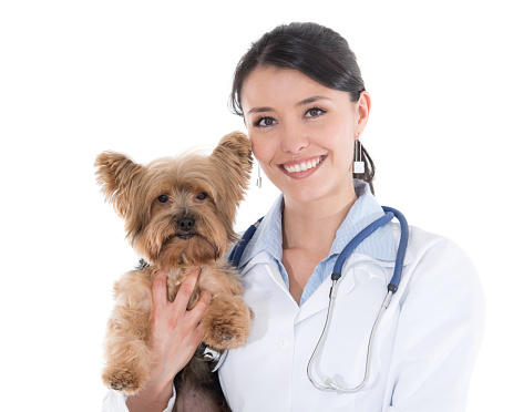Beautiful vet holding a little dog and looking at the camera smiling - isolated over a white background