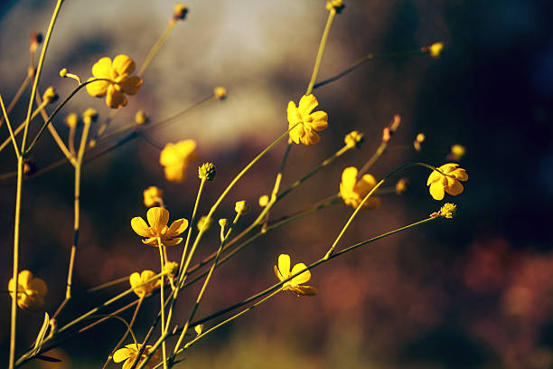 istock Buttercup blossom. Vintage photo effect. 520298244
