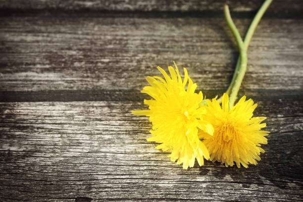 istock Dandelions on wooden background 520298327