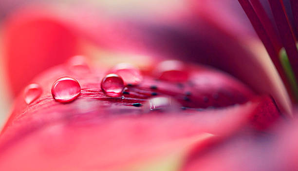 todos nós precisamos de água - leaf defocused dew focus on foreground - fotografias e filmes do acervo