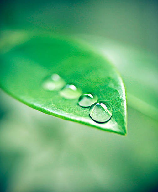 istock The morning dew settling on the plants 520299545