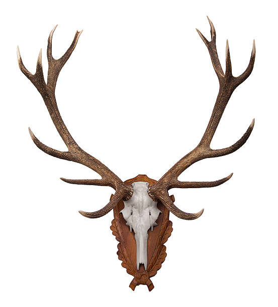 istock Deer hunting trophy on wood - Focus stacking 520300137