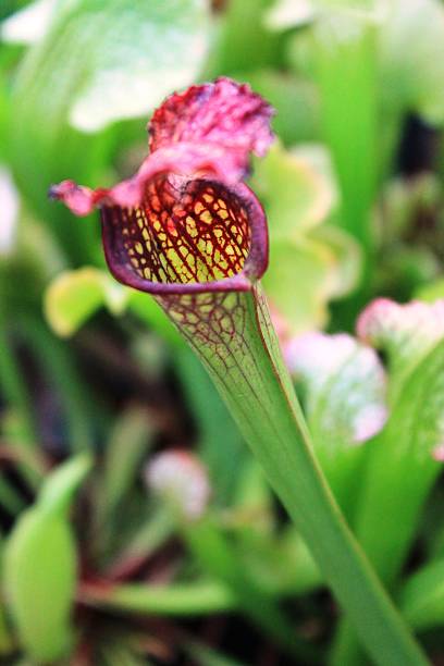 istock sarracenia carnivorous plant 520320065