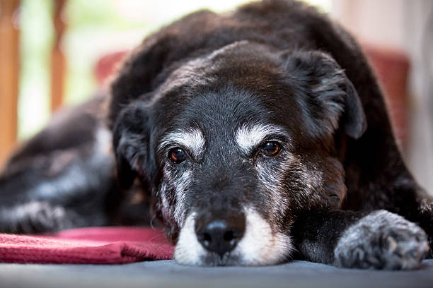 viejo triste gris y negro perro s'encuentra en una alfombra - sadness depression dog retriever fotografías e imágenes de stock