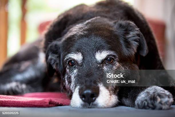 Old Sad Grey And Black Dog Lies On A Carpet Stock Photo - Download Image Now - Dog, Old, Gray Color