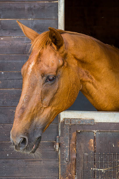 istock horse in the stable 520320267