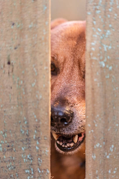 istock Angry Dog Behind A Fence 520320272