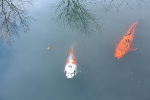 Koi fish stock photo