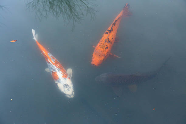 Koi fish stock photo