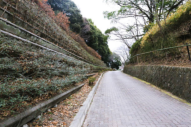 Tree fence road stock photo