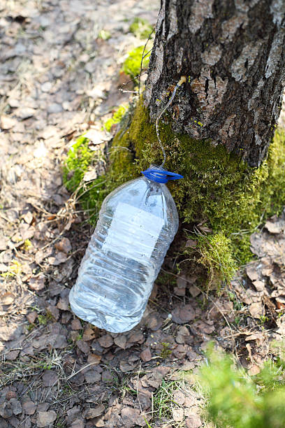 istock Collecting juice from birch tree 520321240
