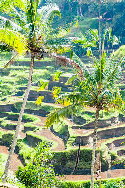 Rice Terraces, Tegalalang, Bali, Indonesia Rice paddy field close up in Ubud, Bali, Indonesia, Southeast Asia, Asia jatiluwih rice terraces stock pictures, royalty-free photos & images