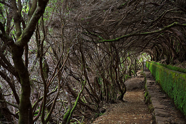istock Levada among bushes in the forest 520321323