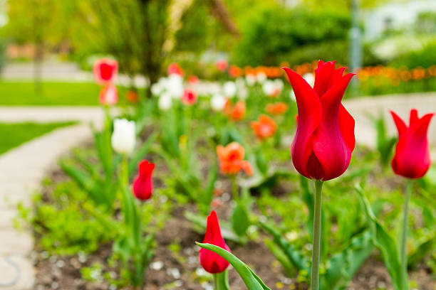 istock Tulips in the Park 520321578