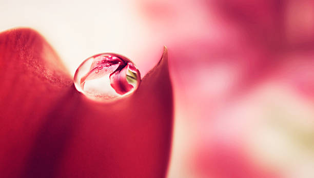 la primera gota de agua por la mañana - flower single flower macro focus on foreground fotografías e imágenes de stock