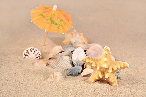 istock Starfish and seashells close-up in a beach sand 520322002