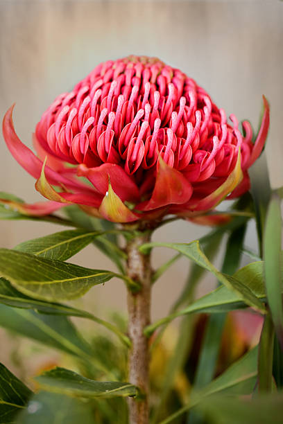 Waratah Flower The waratah is a showy flower and the NSW floral emblem. telopea stock pictures, royalty-free photos & images