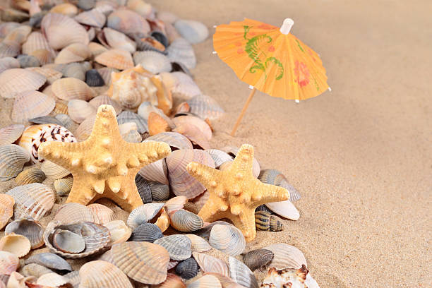 istock Starfishs and seashells close-up in a beach sand 520322322