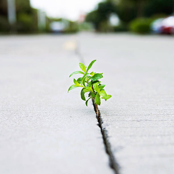 istock Young plant growing out of concrete 520322354