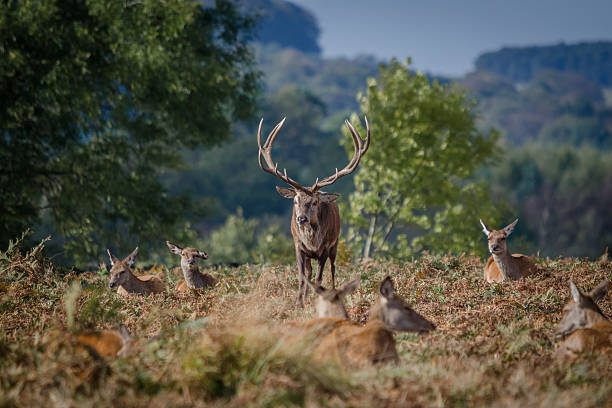 istock Red Deer Stag and his Hinds 520322677