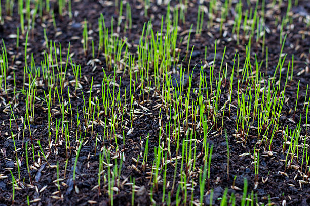 crescita erba - grass pattern photography front or back yard foto e immagini stock