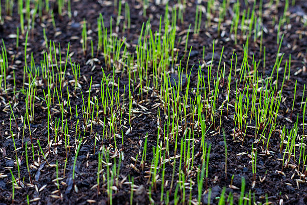 Growing grass Growing grass cultivated stock pictures, royalty-free photos & images