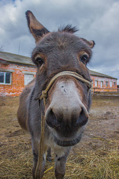 istock donkeys portret on the sky 520322872