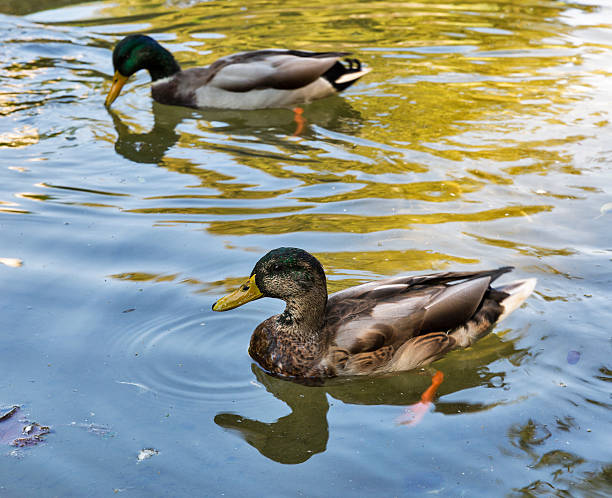 istock Wild ducks swimming in the pond 520323234