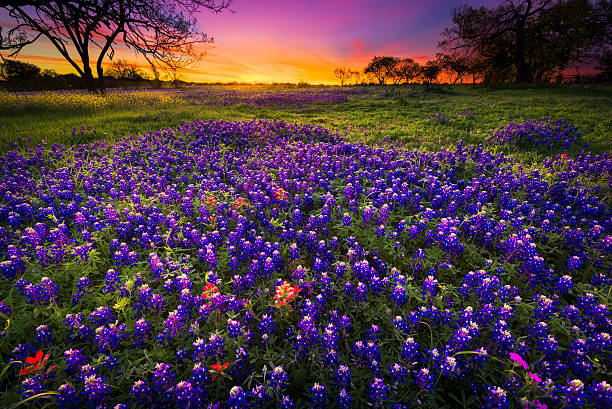istock Spring Sunrise in the Texas Hill Country 520323326