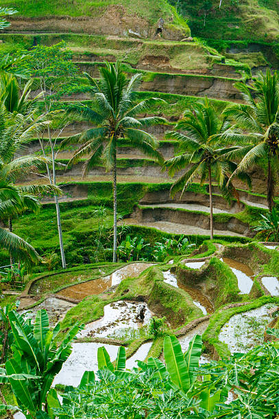 istock Rice Terraces, Tegalalang, Bali, Indonesia 520323518