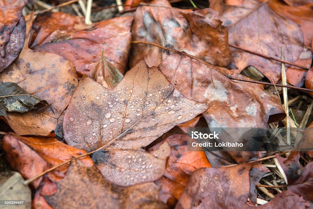 Dew drops auf fallen Herbst Blätter - Lizenzfrei Ahornblatt Stock-Foto