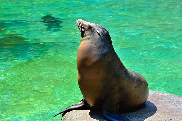 istock sea lion under the sunshine 520324635