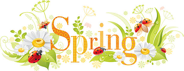 vier jahreszeiten : frühling-banner - ladybug nature spring drop stock-grafiken, -clipart, -cartoons und -symbole