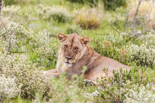 A Lioness, Panthera leo, lying among shrubs on the ground, but alert and staring at the camera.