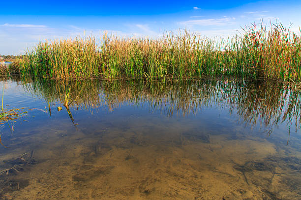 istock beautiful large lake with reeds 520325357