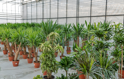 Interior of shop for greenhouse cultivation and sale of indoor plants