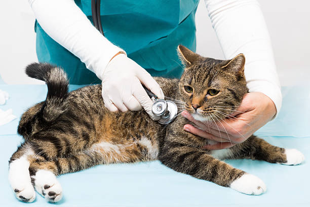 istock treatment with sthethoscope at the veterinary 520326341