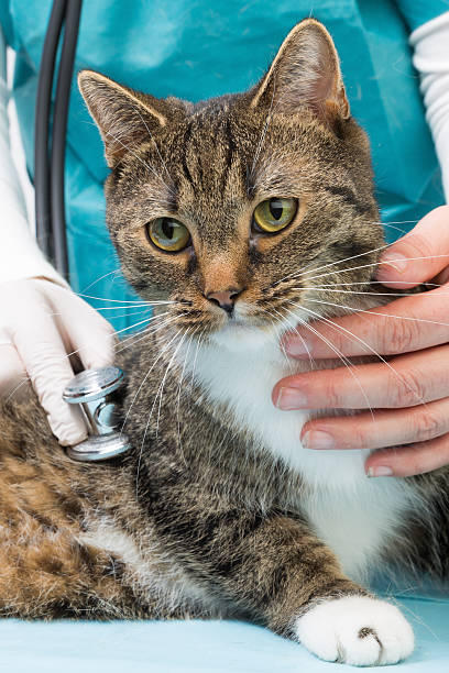 istock treatment with sthethoscope at the veterinary 520326349