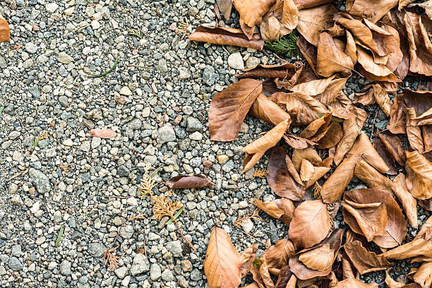 istock Autumn dry leaves background texture 520326831