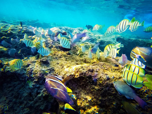 bahía de hanauma de vida silvestre - hanauma bay fotografías e imágenes de stock