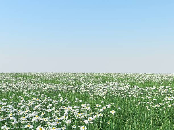 istock Daisy flower and tall grass in the gentle summer 520327027