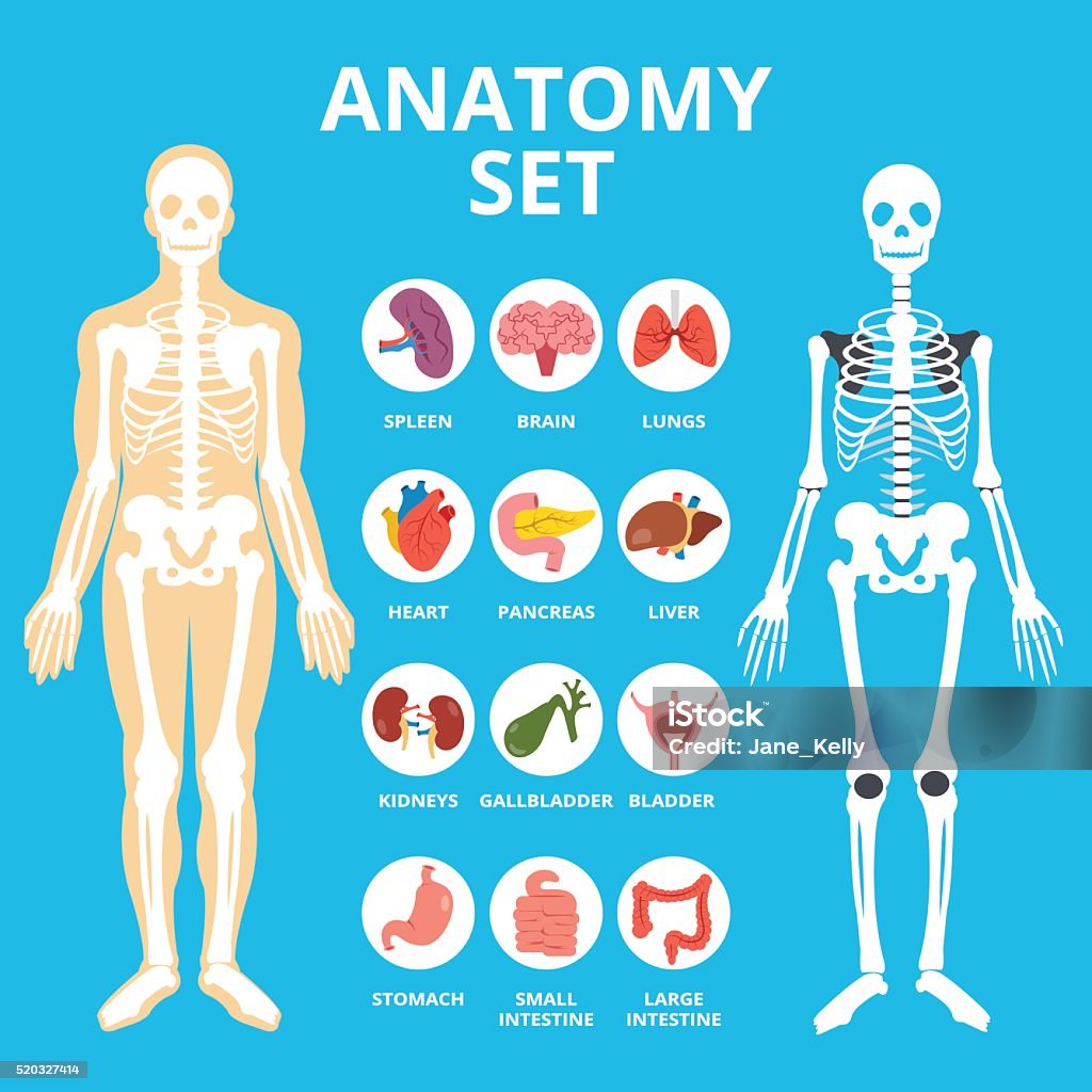 Anatomy set, anatomy infographics. Human Internal organs icons set Anatomy set, anatomy infographics. Human Internal organs icons set, body structure, skeleton. Flat illustration graphic for web sites, web banners, infographics, printed materials. Vector illustration Icon Symbol stock vector