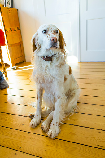 dog  in the dining room