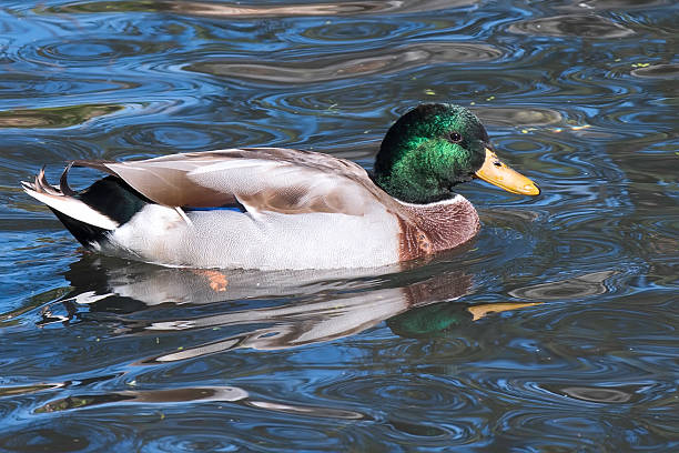 istock Male mallard duck swimming in a pond. 520327443