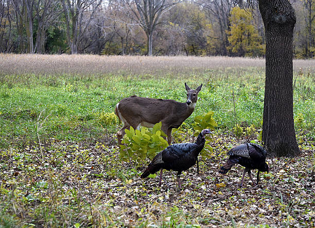 istock Deer and Turkey in Field 520327497