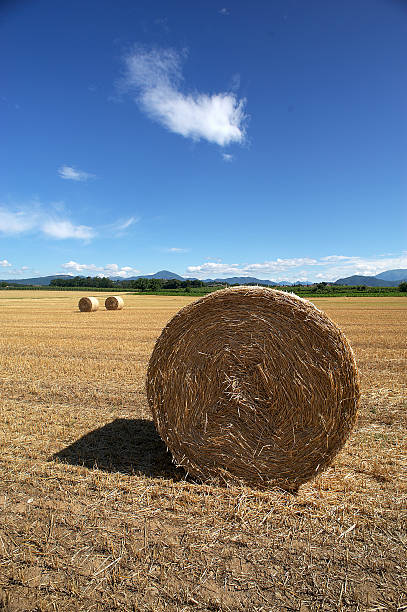 istock bales of hay 520327505