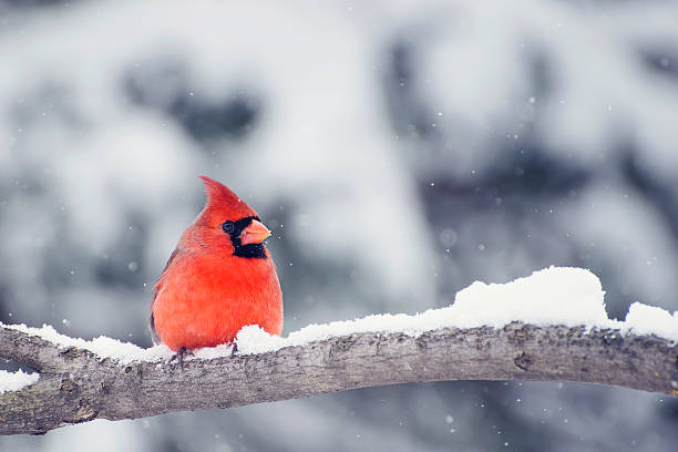 cardinale nella neve - cardinale uccello foto e immagini stock