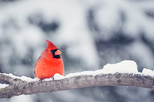 Cardinal in snow