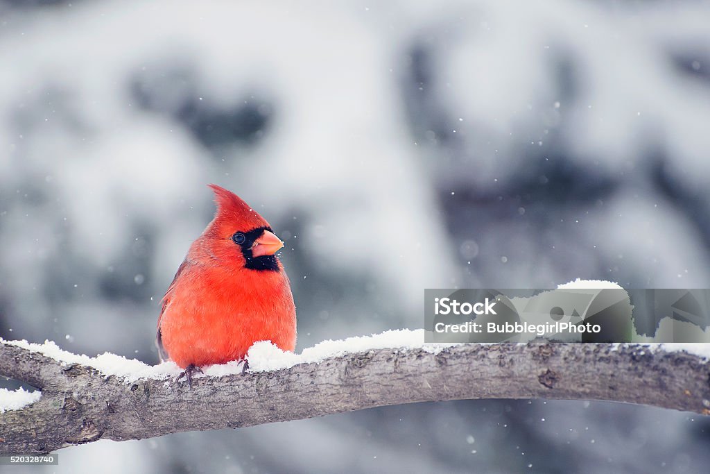 Cardinal in snow Winter Stock Photo